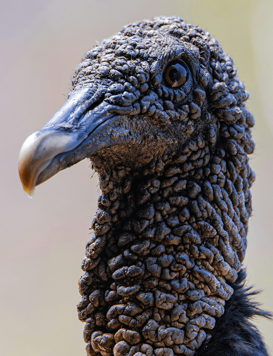 Chicken image