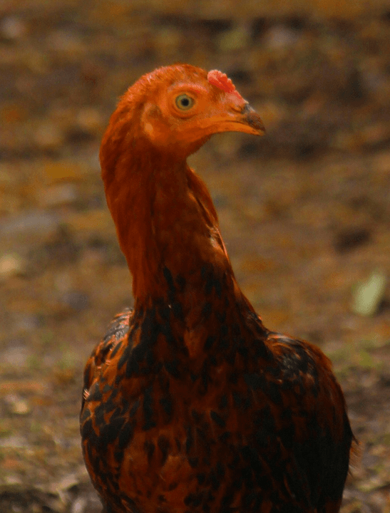 Chicken image