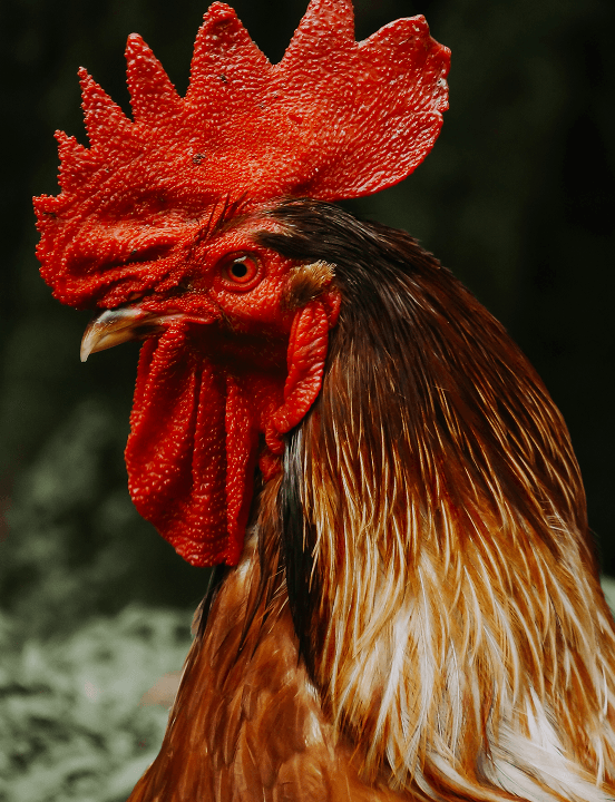 Chicken image