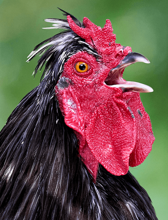 Chicken image