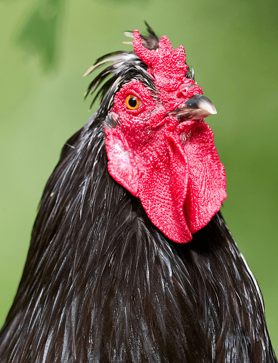 Chicken image