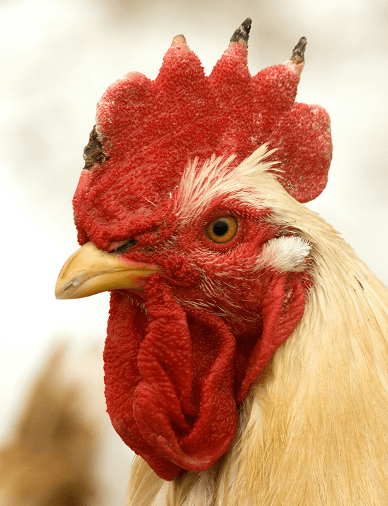Chicken image