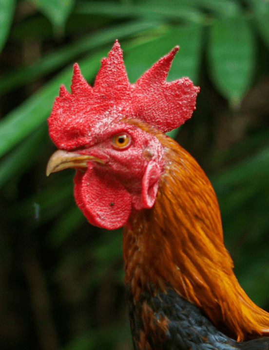 Chicken image