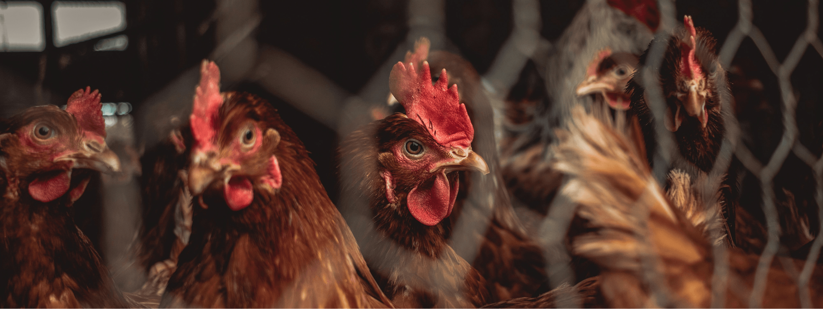 Chickens image